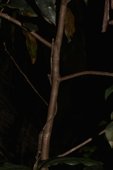 Beilschmiedia elliptica