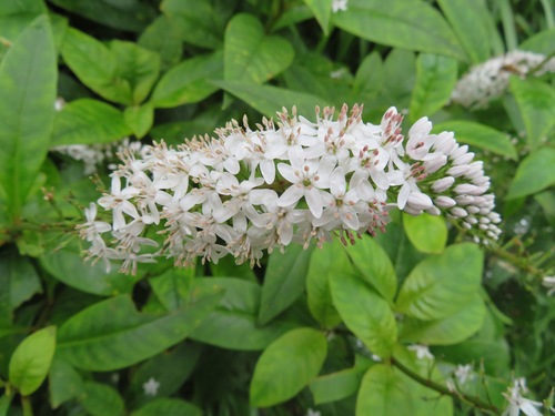 Lysimachia clethroides