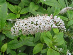 Gooseneck Loosestrife (Lysimachia clethroides)