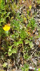 Potentilla drummondii
