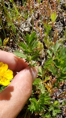 Potentilla drummondii