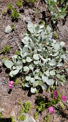 Eriogonum lobbii
