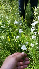 Penstemon