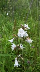 Penstemon