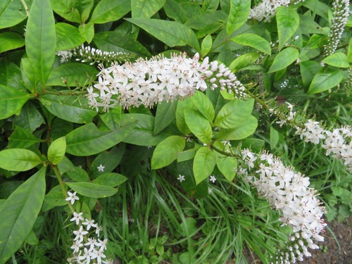 Lysimachia clethroides