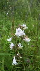 Penstemon