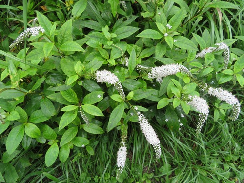Lysimachia clethroides