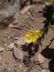 Linum kingii