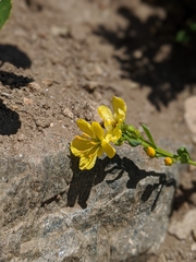 Linum kingii