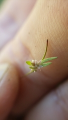 Polygonum polygaloides