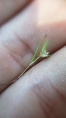 Polygonum polygaloides