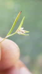 Polygonum polygaloides
