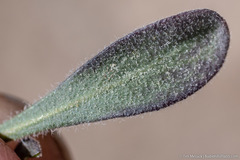 Boechera platysperma