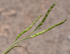 Boechera platysperma