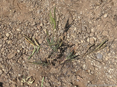 Boechera platysperma