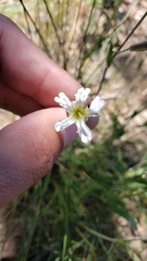 Silene douglasii douglasii
