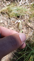 Silene douglasii douglasii