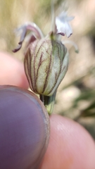 Silene douglasii douglasii