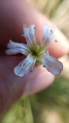 Silene douglasii douglasii