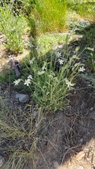 Silene douglasii douglasii