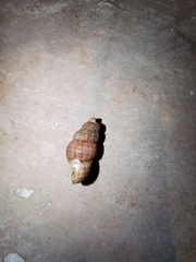 Choanopomops largillierti