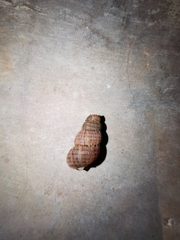 Choanopomops largillierti