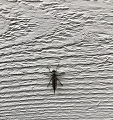 Neoitamus socius