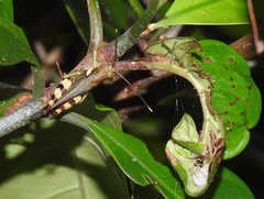 Apalacris varicornis