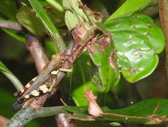 Apalacris varicornis