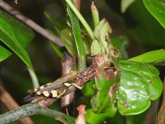 Apalacris varicornis