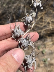 Epixiphium wislizeni