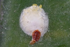 Pseudaulacaspis cockerelli