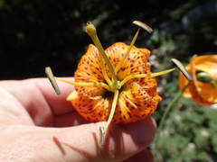 Lilium humboldtii humboldtii