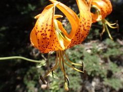 Lilium humboldtii humboldtii