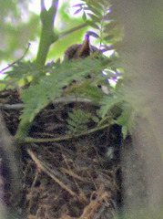 Turdus rufopalliatus