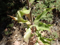 Lilium humboldtii humboldtii