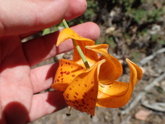 Lilium humboldtii humboldtii
