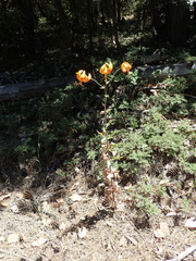 Lilium humboldtii humboldtii