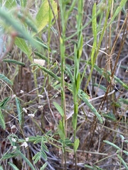 Linum sulcatum