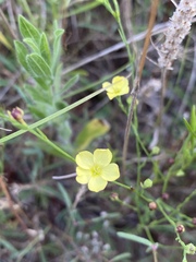 Linum sulcatum