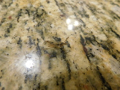 Nephrotoma altissima