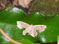 Dysaethria fulvihamata