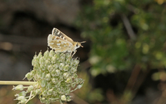 Spialia phlomidis