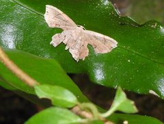 Dysaethria fulvihamata