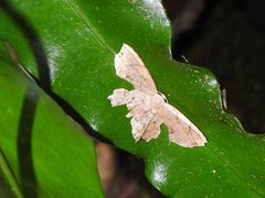 Dysaethria fulvihamata