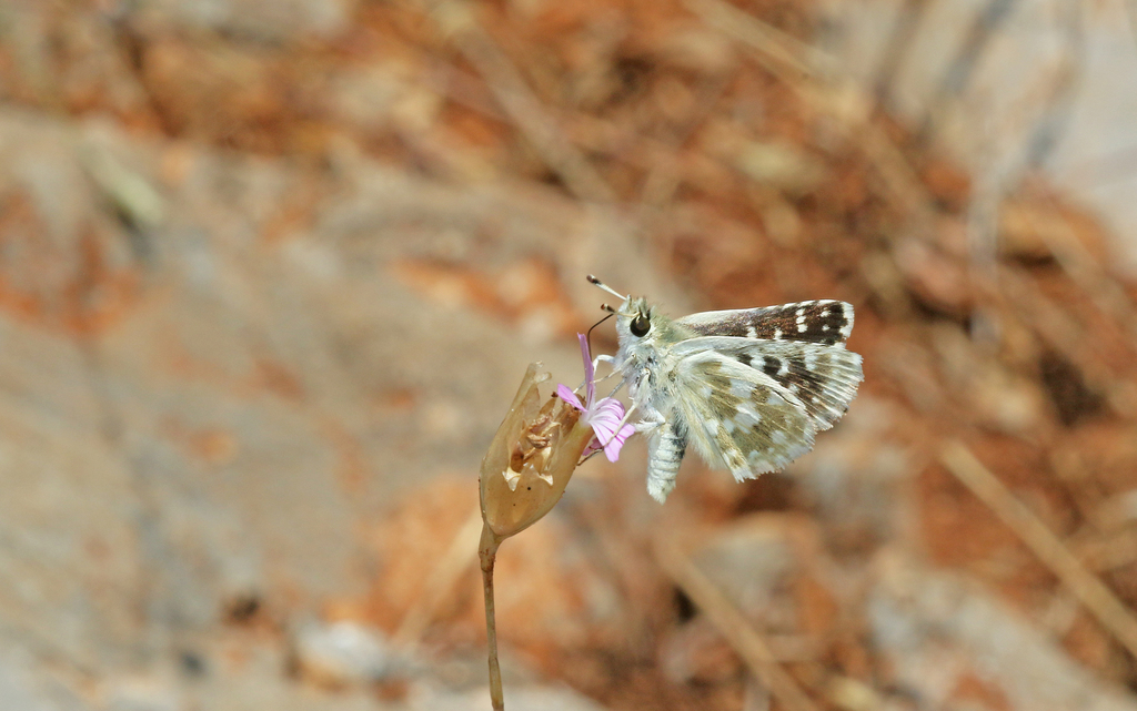 Persian Skipper