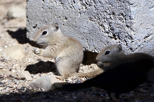 Urocitellus beldingi creber