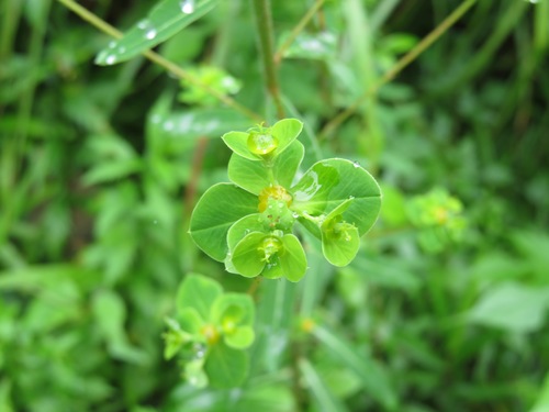 Image of Euphorbia pekinensis by (c) Marco Mussita, some rights reserved (CC BY)
