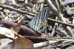 Splendeuptychia salvini