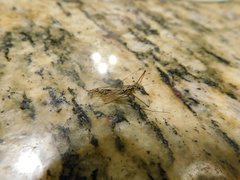 Nephrotoma altissima